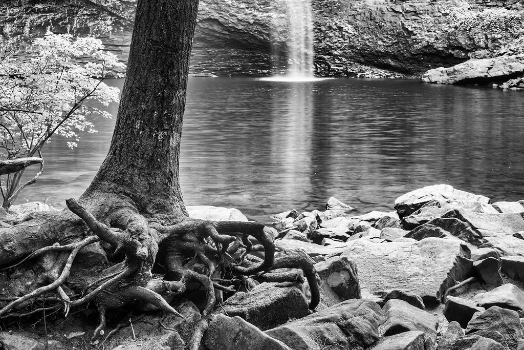 Black and white landscape photograph of exposed tree roots rambling amidst a very rocky lakeshore with a waterfall seen in the background.