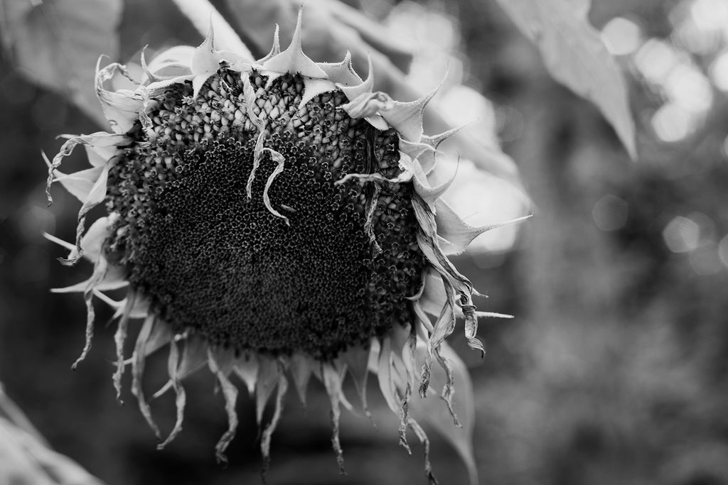 black and white photograph of a sunflower by keith dotson