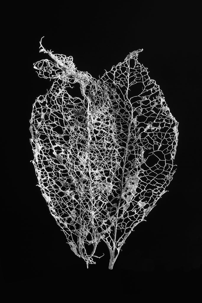 Black and white macro photograph of two tiny fragile leaf skeletons permanently stuck together, shot against a dark background.