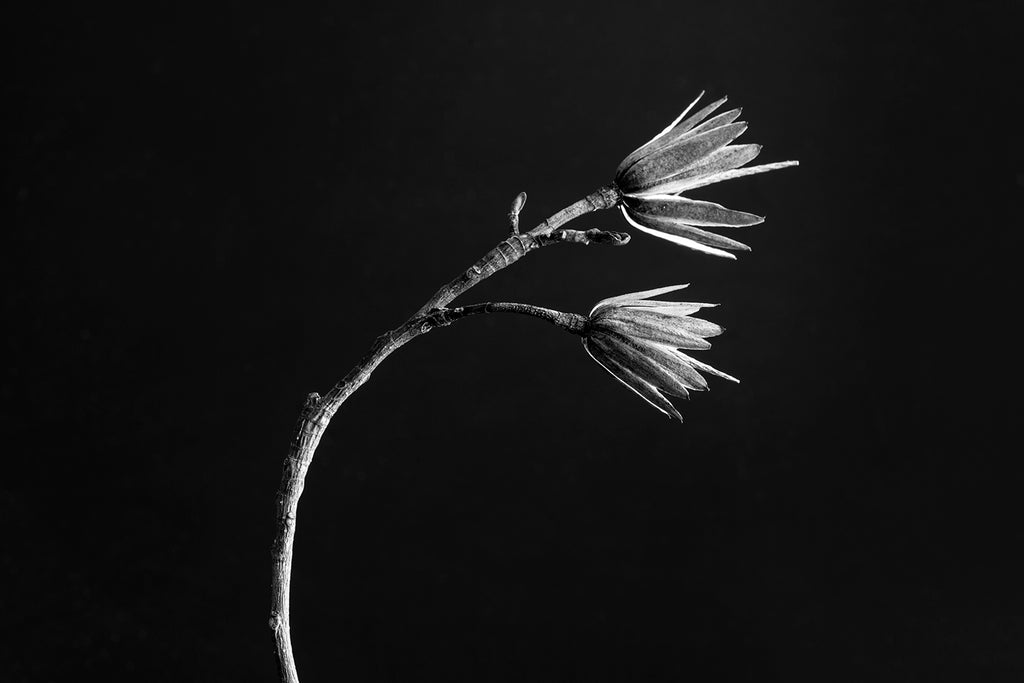 Black and white photograph of a curved tree branch highlighted against a dramatic black background.