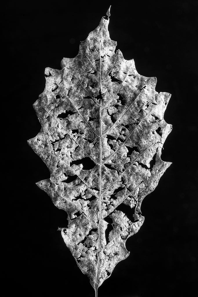 Black and white macro photograph of a partially decomposed fallen leaf shot in great detail against a dark background
