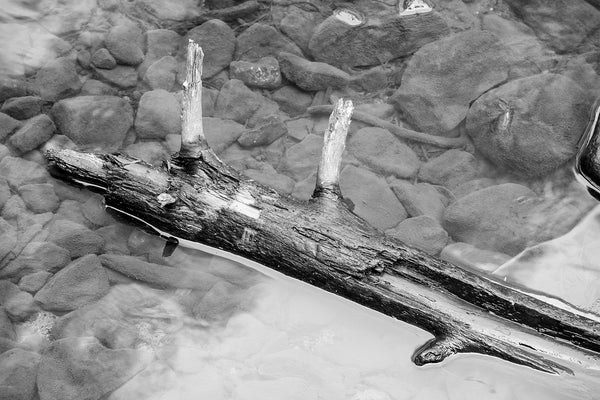 Black and white photograph of a fallen tree floating like driftwood in a natural rocky pool.