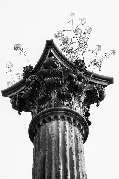 Black and white photograph of weeds growing on top of a ruined Corinthian column from a mansion destroyed long ago