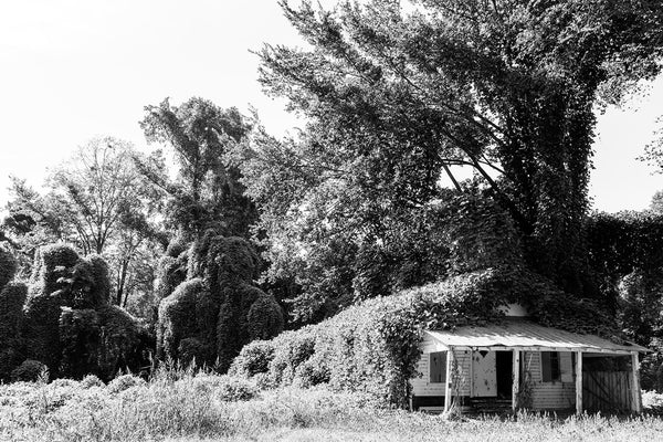 Black and white photograph of an old roadside general store in the deep south being consumed by kudzu vines.