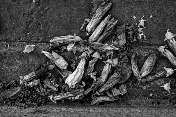 Black and white photograph of a collection of flower blossoms that have fallen into the gutter along a city street.