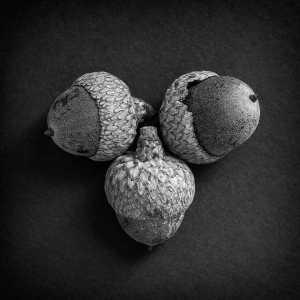 Black and white detail photograph of three acorns arranged in a grouping. (Square format)