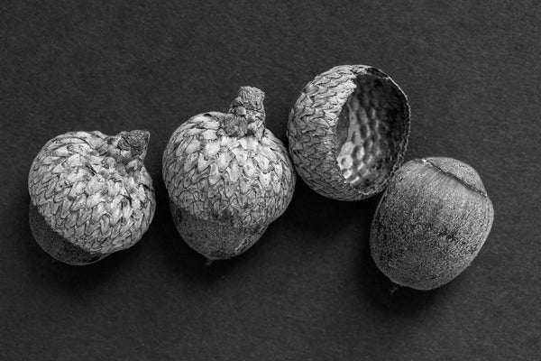 Black and white fine art photograph of three acorns and one separated acorn cap lined up in a row.