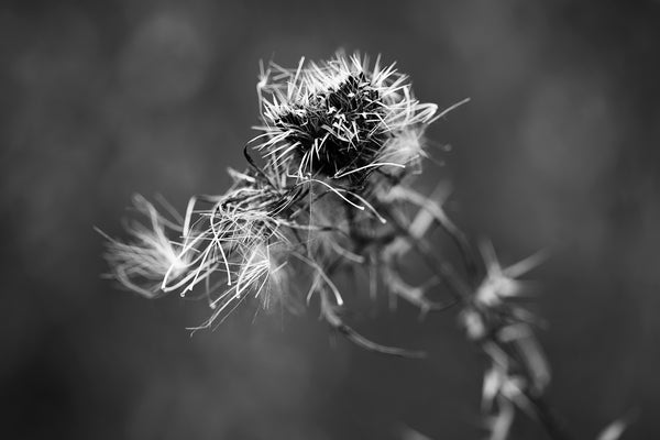 Moody black and white photograph of a spiny winter thistle on a dark winter day. Short depth-of-field gives the photograph a blurry background and adds a dreamy quality.