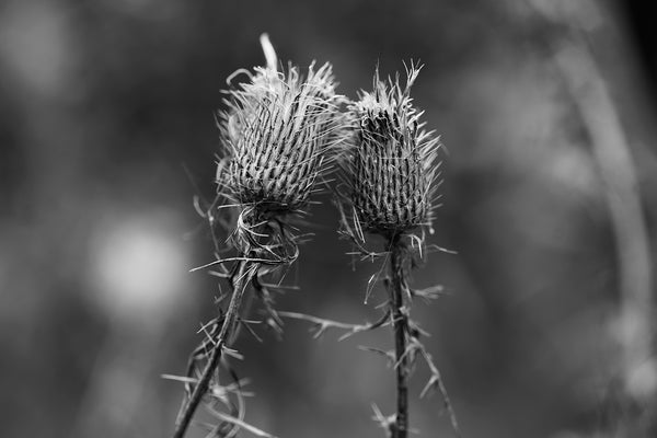 Moody black and white photograph of two winter thistles that seem to be leaning in for a kiss.
