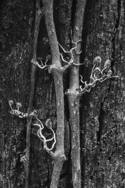 Black and white intimate nature macro photograph of clinging vines attached to the side of a tree.