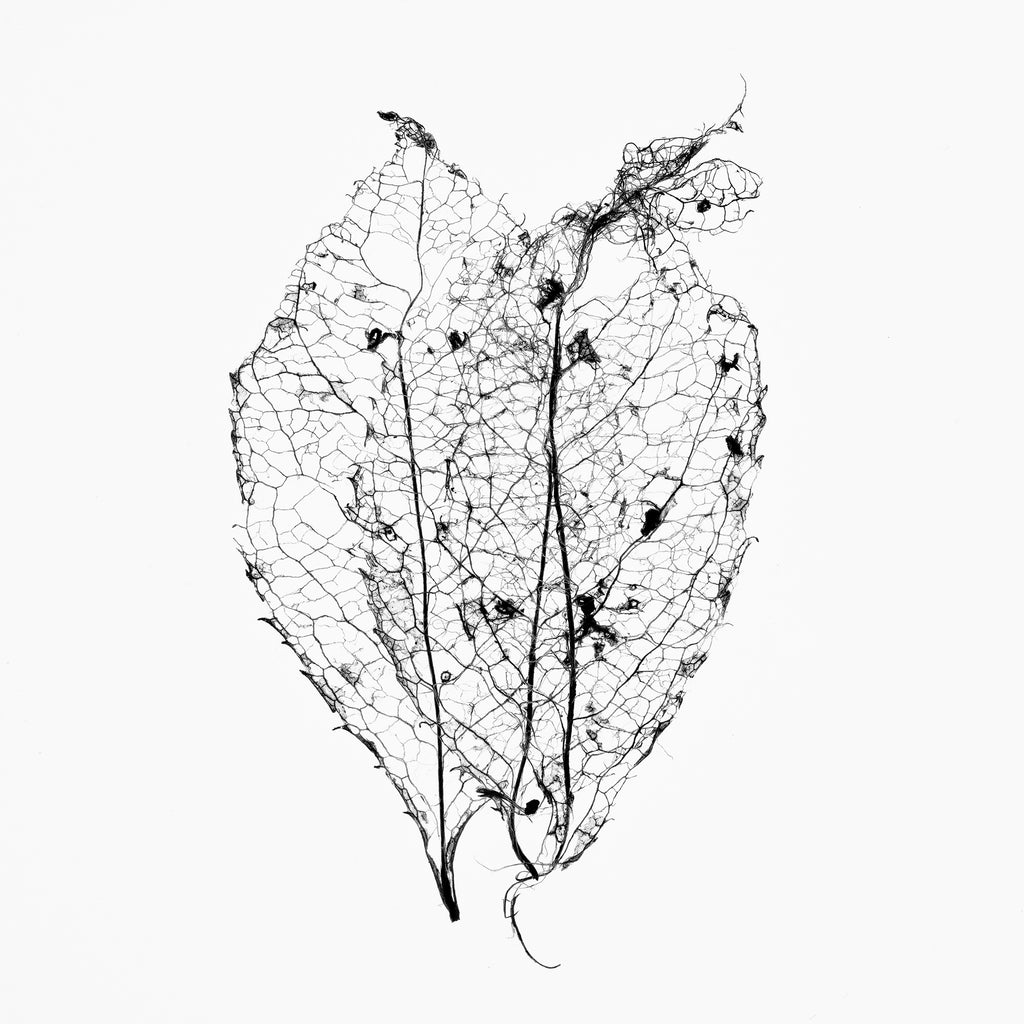 Three Fragile Tiny Leaf Skeletons Black and White Photograph (Square Format) (DSC05832)