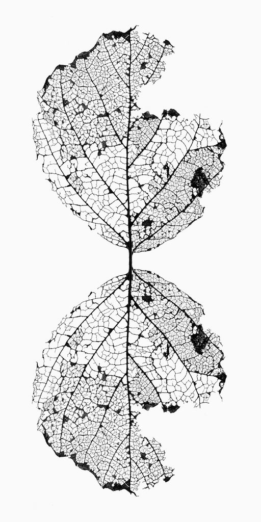Leaf Skeleton Reflection Black and White Photograph (DSC05853)