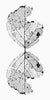 Leaf Skeleton Reflection Black and White Photograph (DSC05853)