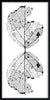 Black and white photograph of a barren leaf skeleton reflected vertically to create a graphic stylized wireframe image