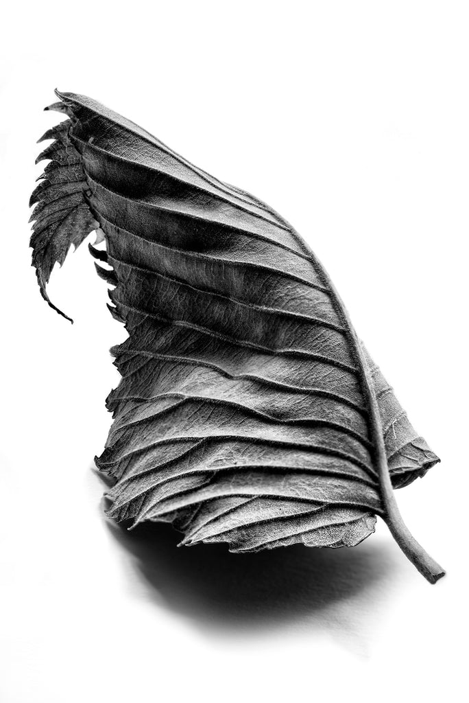 Dramatic black and white macro photograph of a curled leaf with pronounced leading lines.