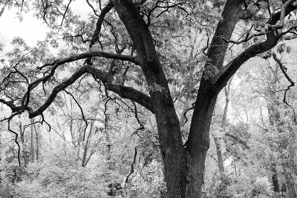 Black and white photograph of a big oak tree in autumn, surrounded by fall foliage.