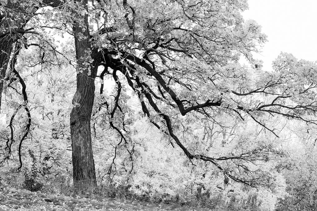 Dramatic black and white landscape photograph of a colorful tree in autumn as rendered in monochrome tones and contrasts.