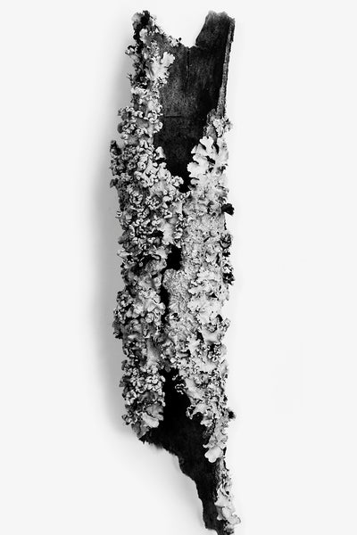Black and white photograph of a curled piece of tree bark covered in textured lichens.