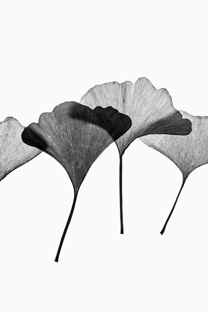 Minimalist black and white photograph of a collection gingko leaves lit from behind to highlight the linear texture of the leaves.