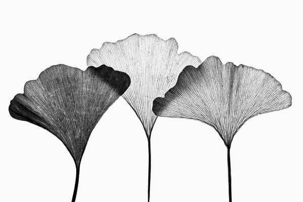 Minimalist black and white photograph of a three gingko leaves lit from behind to highlight the linear texture of the leaves.