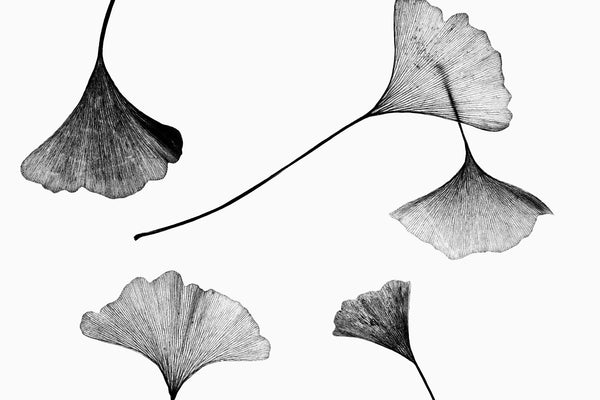 Black and white photograph of a scattering of gingko leaves lit from behind to highlight the texture of their leaves.