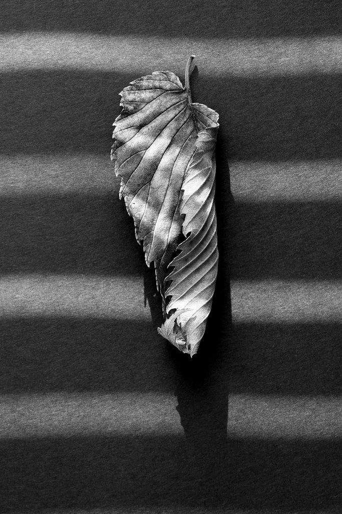 Black and white photograph of a curled fallen leaf crossed by stripes of sunlight.