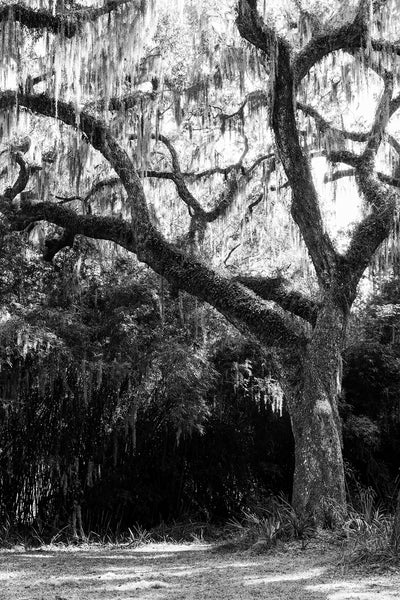 Black and white photograph of a giant old oak tree draped with Spanish moss in Savannah, Georgia.