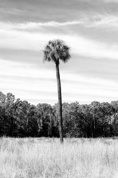 Black and white photograph of a tall palm tree growing in a southern low country landscape