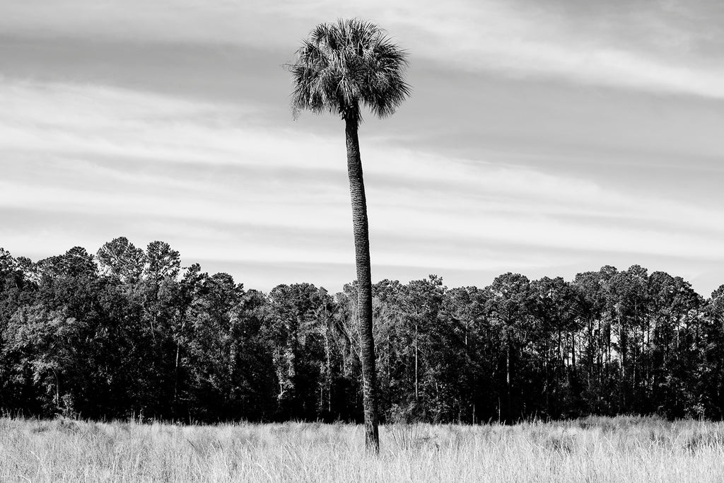 Black and white photograph of the Low Country landscape near Savannah centered on a solo palm tree