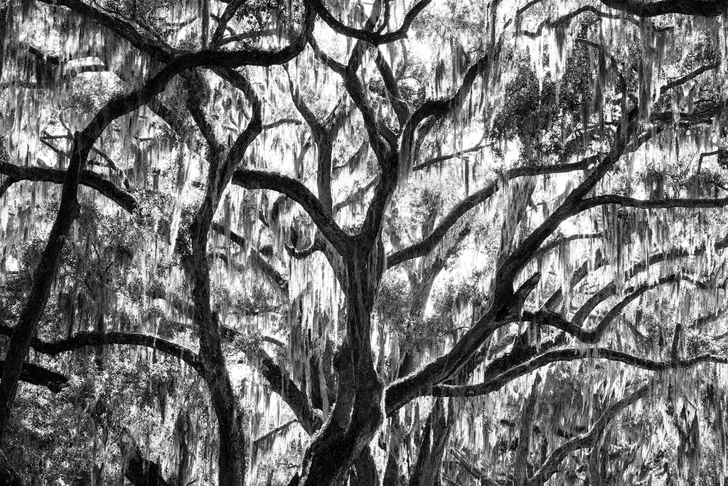Black and White Photograph of Sunlight through Spanish Moss in Big Southern Oak Trees