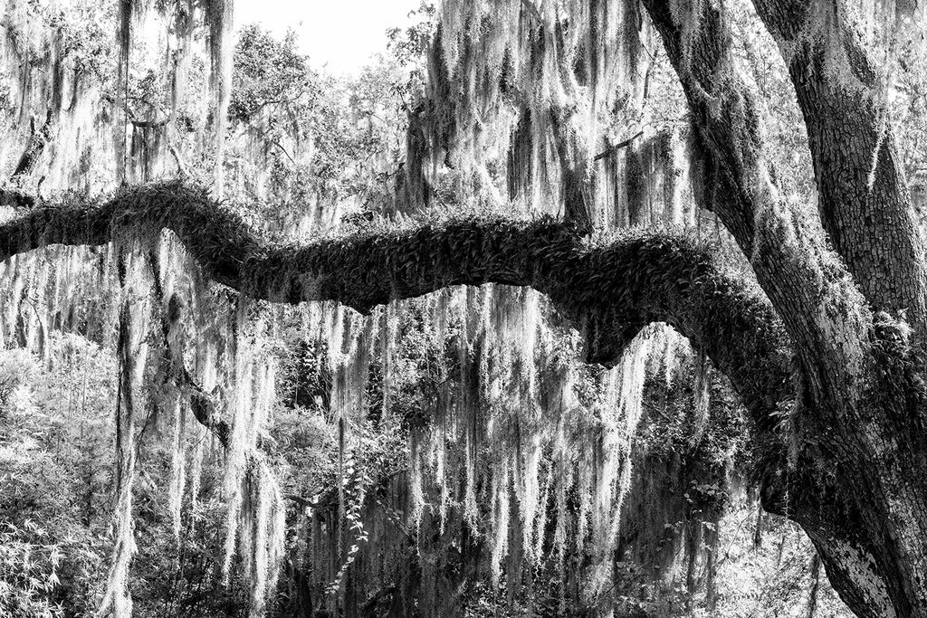 Black and white photograph of a big oak tree branch draped with Spanish moss and covered in resurrection ferns.