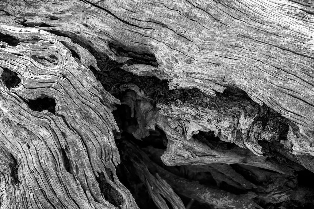 Black and white photograph of beautiful wood grain patterns and textures on an old fallen tree