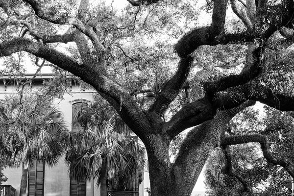 Black and white photograph of a big beautiful oak tree in one of Savannah's historic districts.