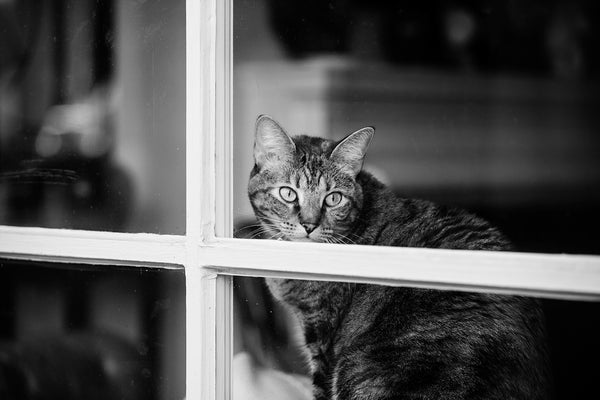 Black and white photograph of a restless and curious cat seen peering through a shop window in Savannah, Georgia