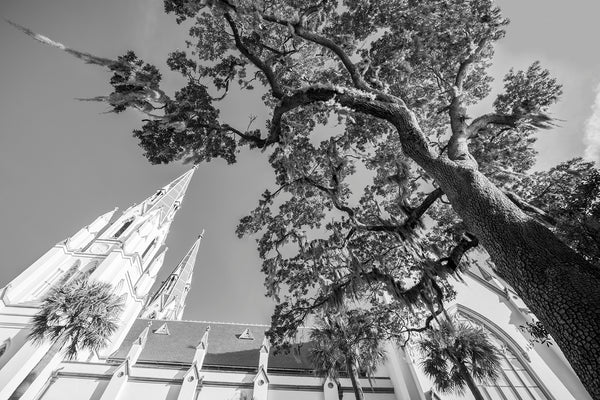 Savannah Cathedral Tree - Black and White Photograph (DSC06705)