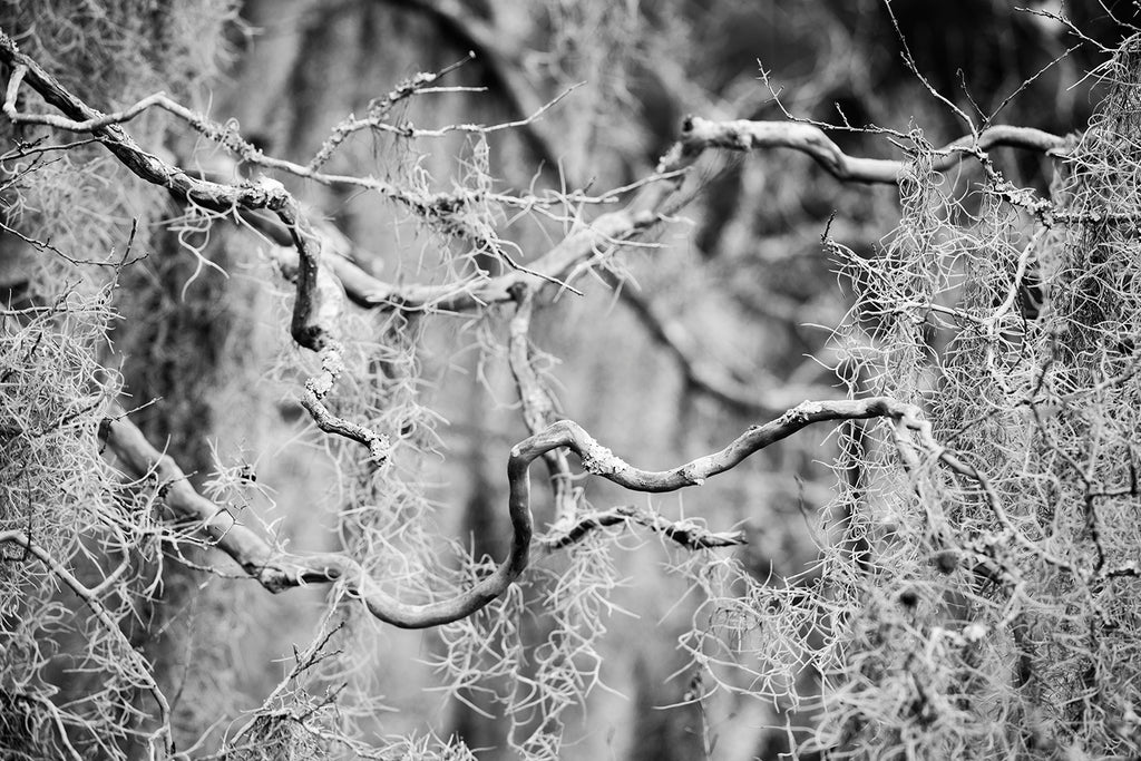 Black and white photograph of gnarly tree branches draped with Spanish moss seen in the Low Country landscape.