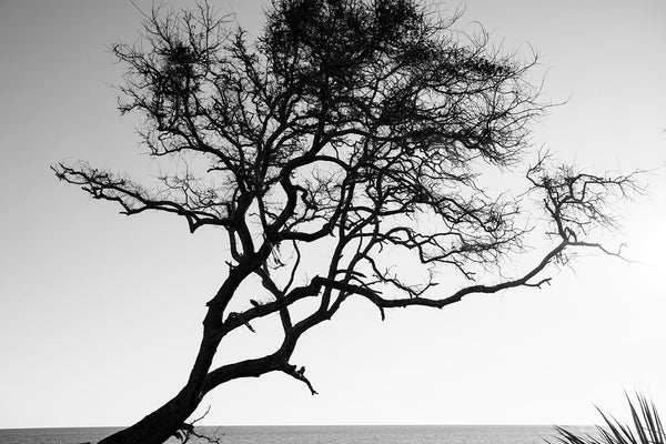 Black and white landscape photograph of a gnarly windblown beach tree silhouetted against the sun