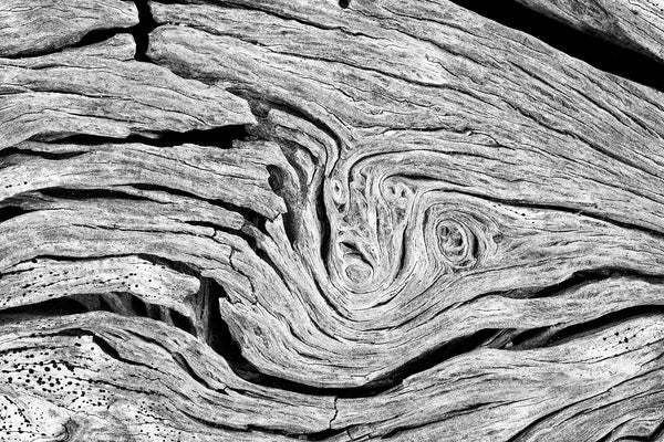 Highly detailed black and white abstract photograph of twisting and spiraling patterns found in a driftwood tree on the beach. Also available as a set of two companion photographs here.