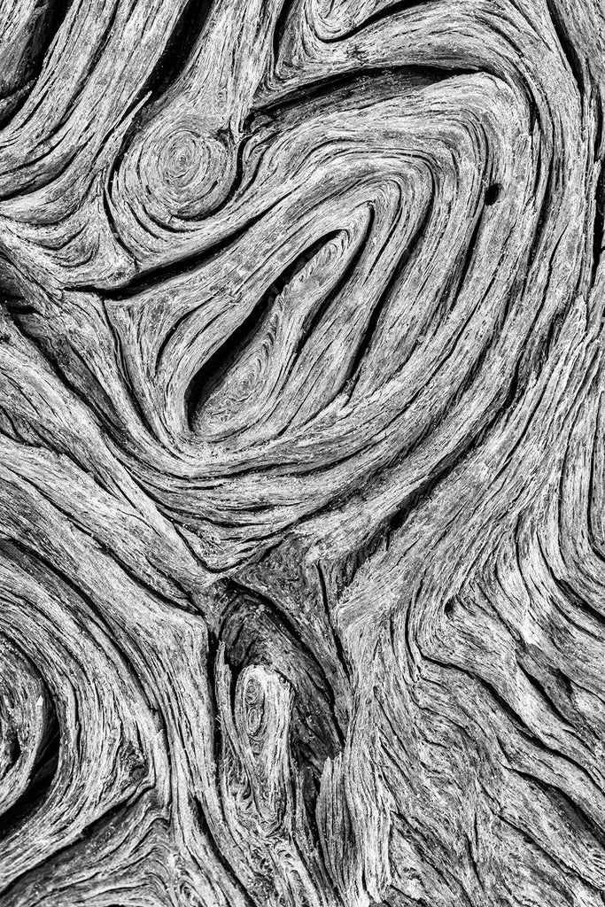 Black and white abstract photograph of twisting and turning patterns found in a driftwood tree on the beach.