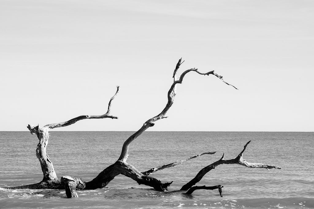 Black and white landscape photograph of fallen beach tree lying partially submerged in the surf.