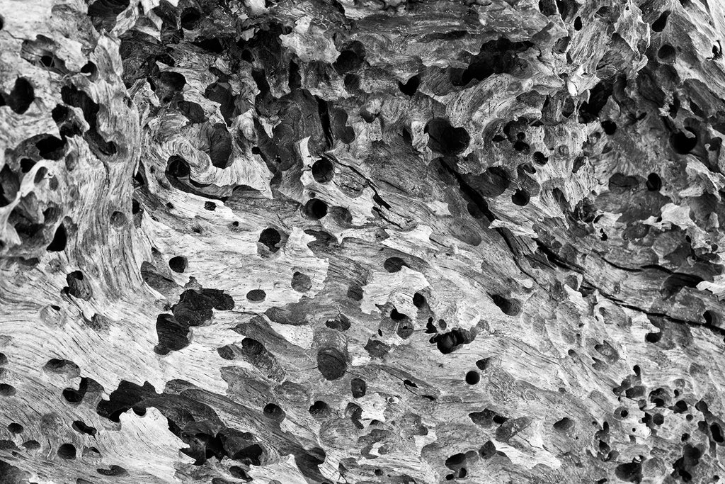 Black and white detail photograph of a textured piece of driftwood riddled with holes created by mollusks.