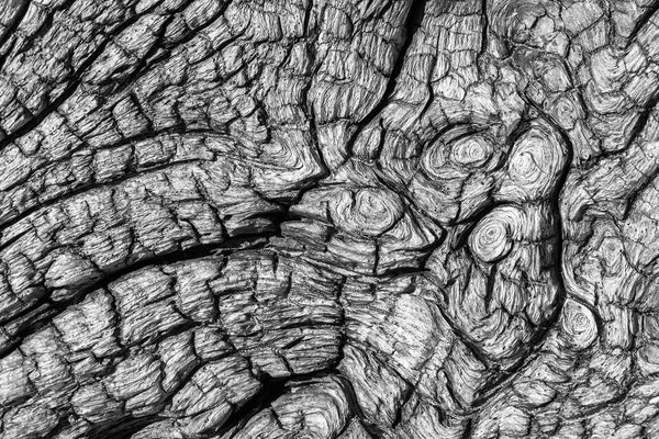 Black and white abstract photograph of spiraling patterns found in a piece of driftwood found on the beach.