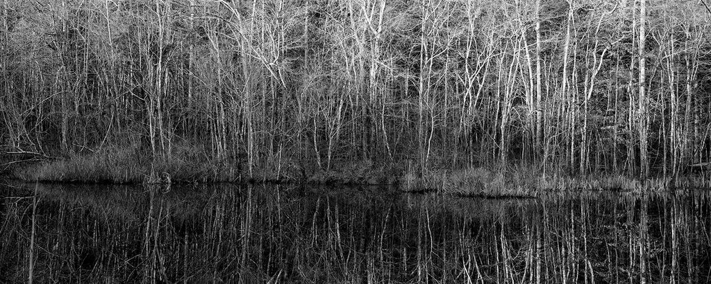 Black and white panoramic photograph of a early morning sunshine reflecting from barren winter trees onto a glassy pond.