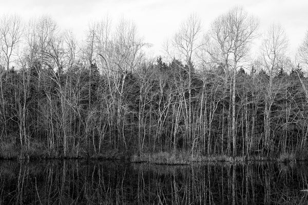 Black and white photograph of sunlit trees reflecting onto the smooth surface of a pond.