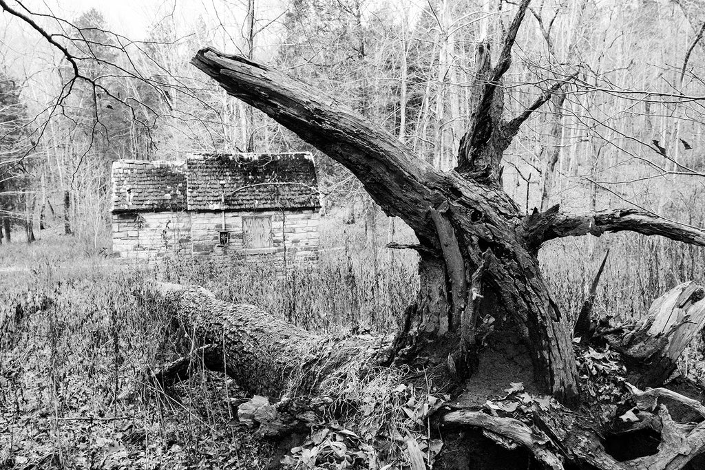 Black and white photograph an abandoned stone hut in the forest framed by the curved branch of a fallen tree.