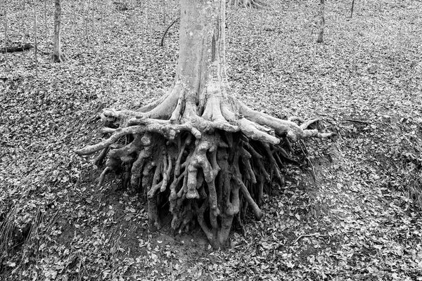 Black and white photograph of a tall tree with incredible exposed roots emerging from the sloped side of a ravine.
