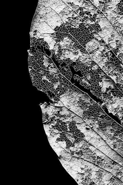 Black and white macro photograph of the beautiful and intricate details of a leaf skeleton against a black background.