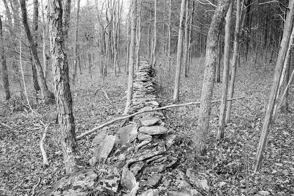 Black and white landscape photograph of an old stone wall running between trees in the forest.
