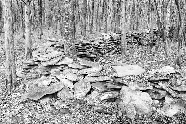 Black and white landscape photograph of the bend in an old stone wall running through the forest.