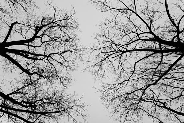 Black and white photograph looking up at the gray sky through the barren branches of winter trees.